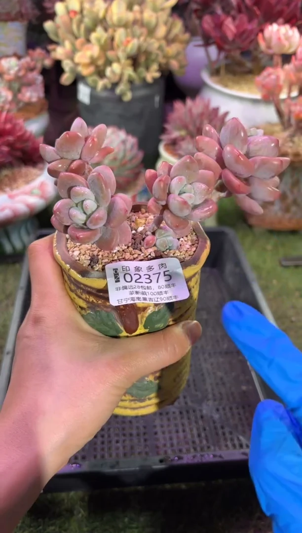 【闪购商品】02375