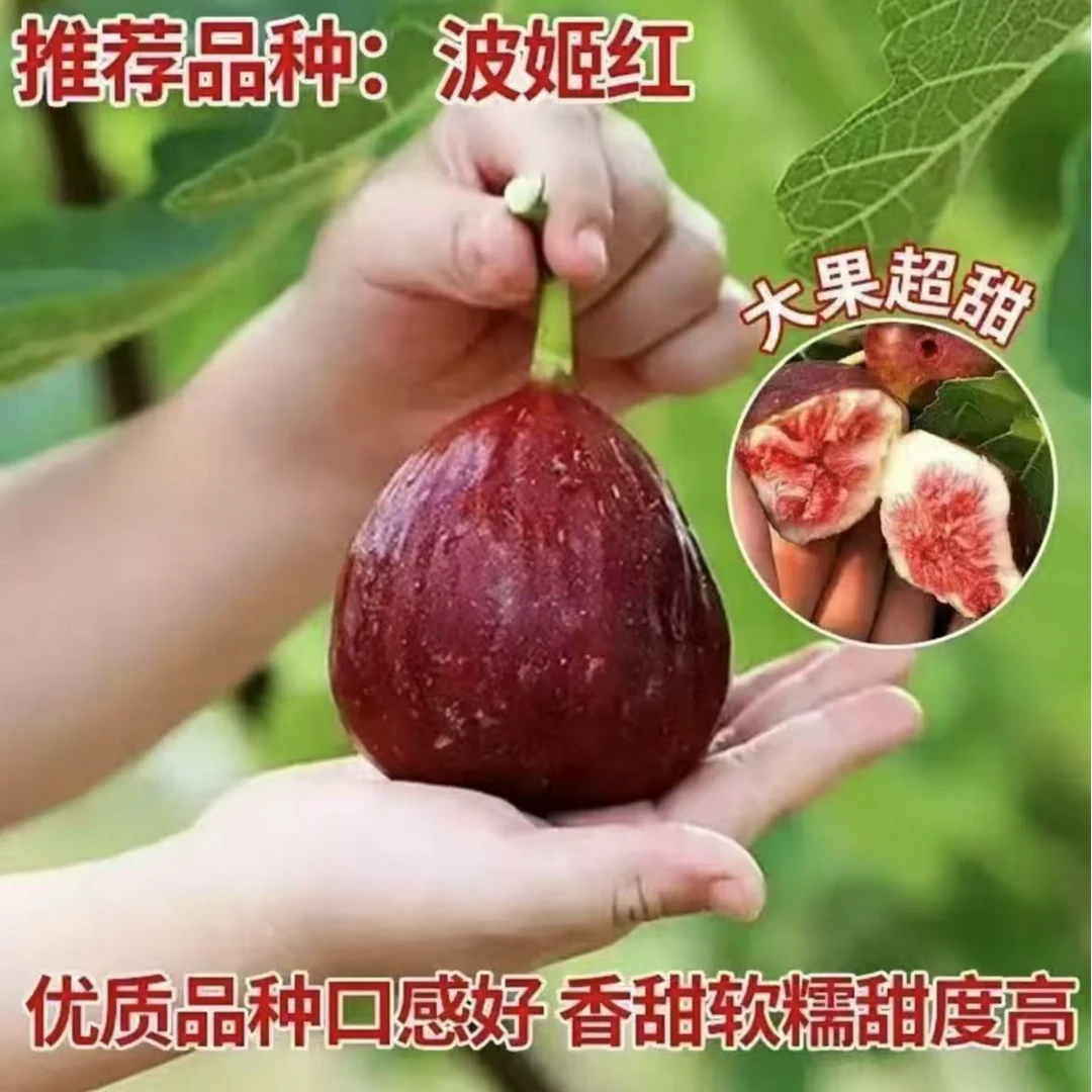 【原盆原土带叶】特大波姬红无花果带果带叶耐寒苗盆栽南北方