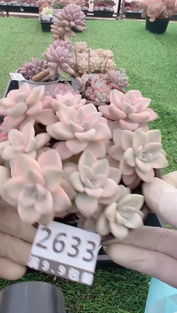 【闪购商品】信福多肉一物一拍