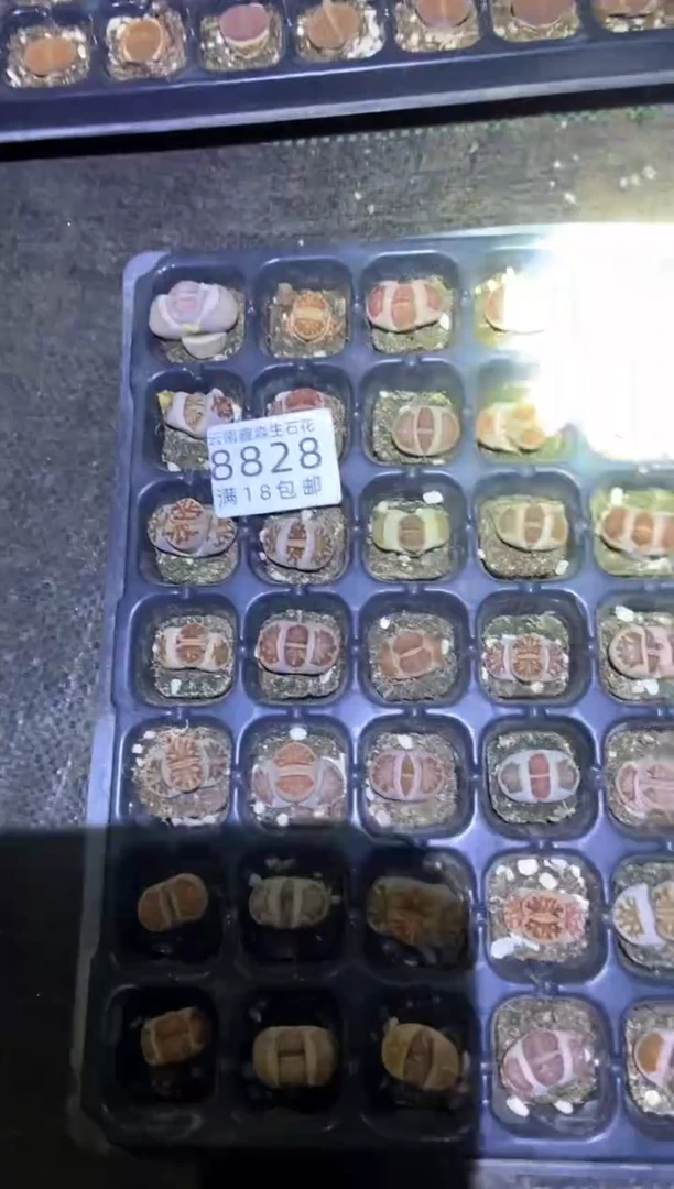 【闪购商品】8828特价菊发货5颗量拍