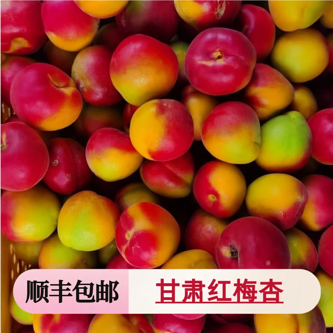 甘肃正宗红梅杏头茬新鲜杏子现摘现发孕妇水果