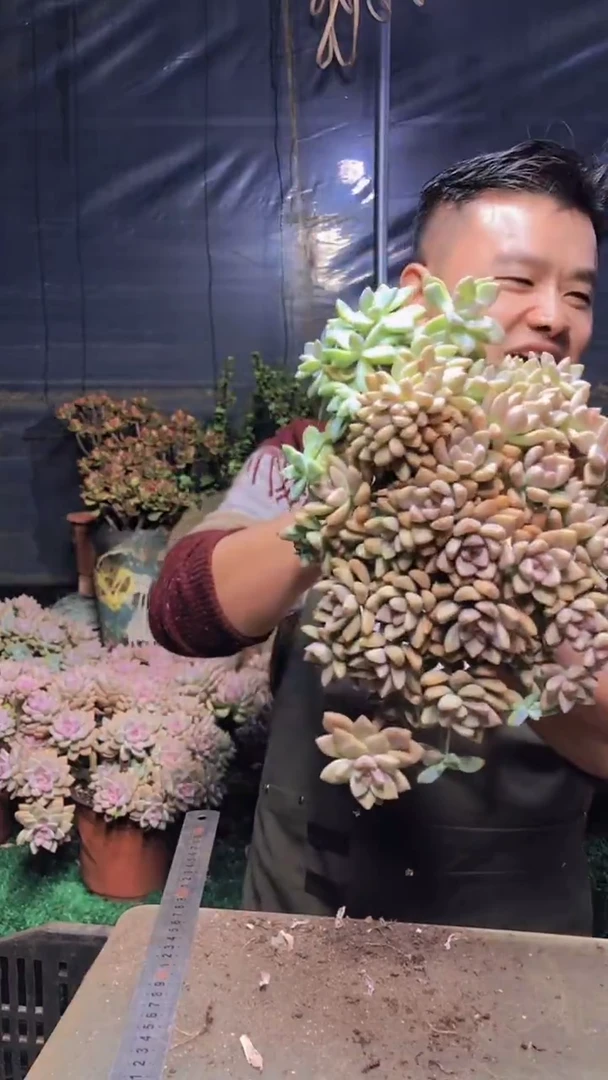 200淡雪缀化一物一拍