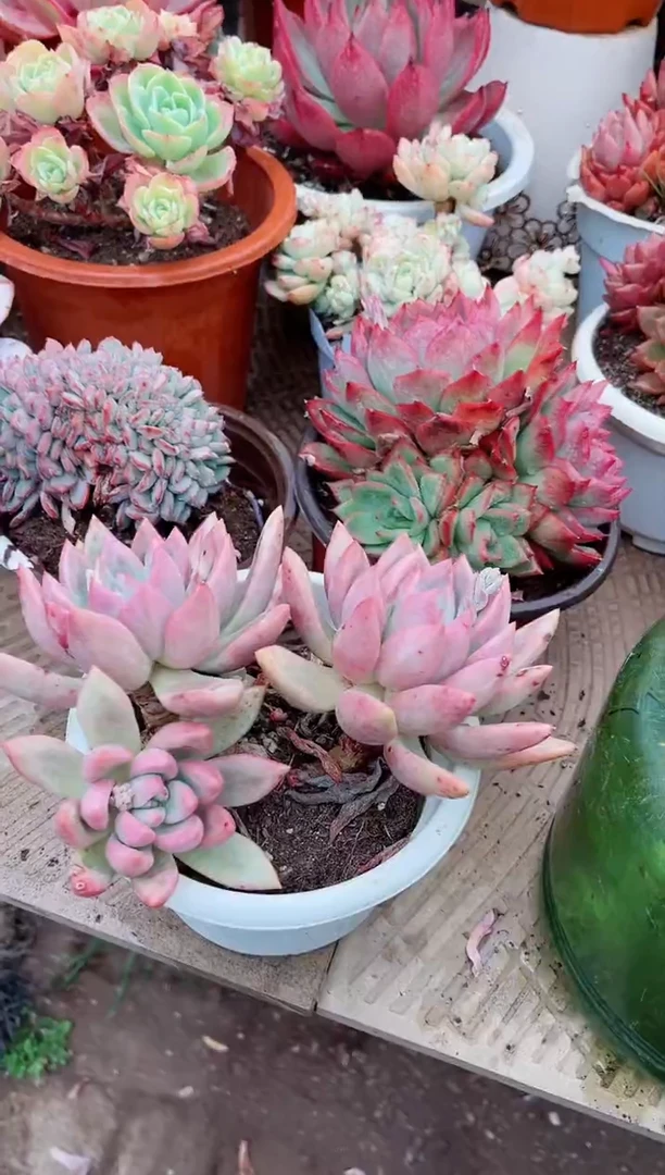 【闪购商品】08191