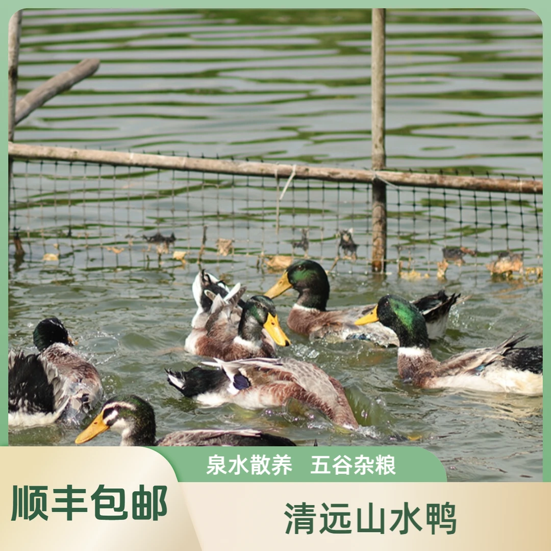【顺丰冷链】清远山水青头鸭五谷杂粮  活水散养  现杀现发肉质鲜美