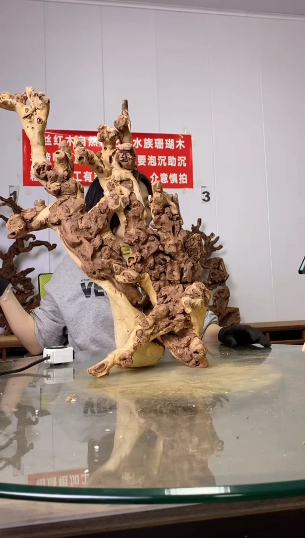 【闪购商品】木75金丝红木 羊蹄甲