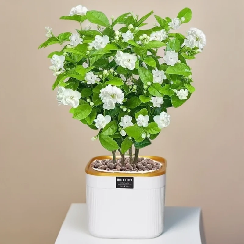 60-70带花苞浓香型重瓣茉莉花盆栽可净化空气适合室内阳台种植