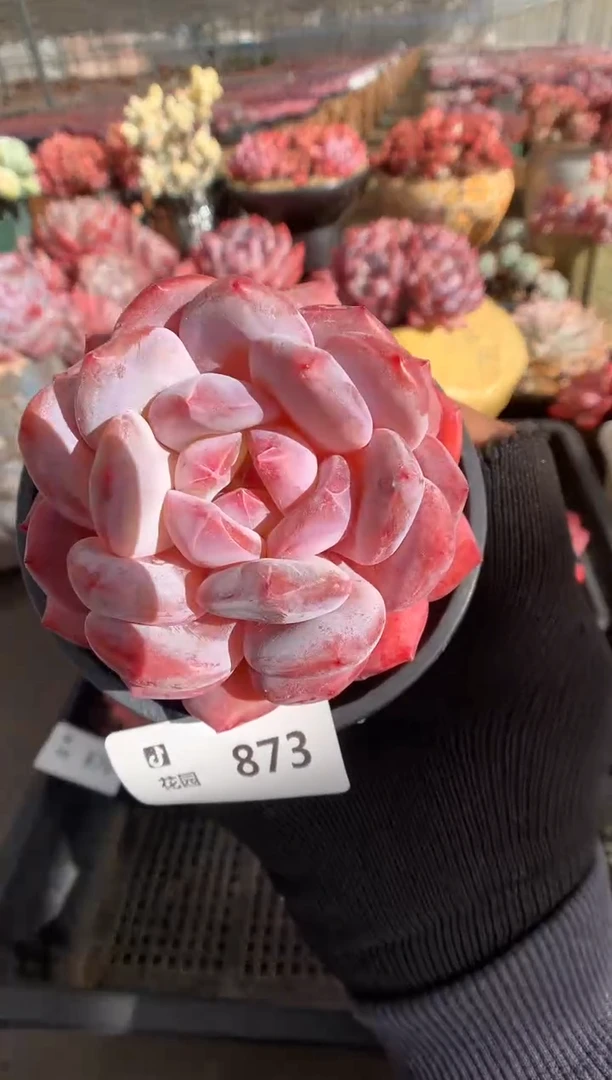 873粉星影一物一拍