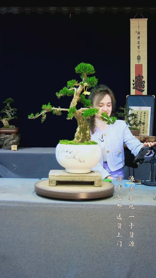 【闪购商品】雀舌黄杨盆景雀舌黄杨盆景