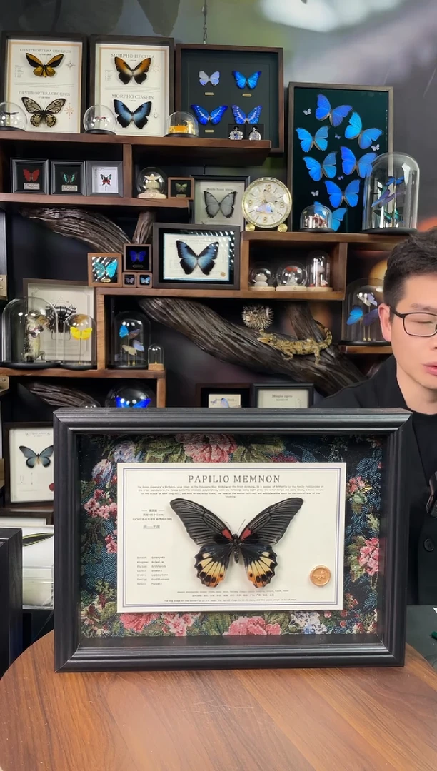 美凤蝶-无尾  花布横向悬浮款 A4欧式框