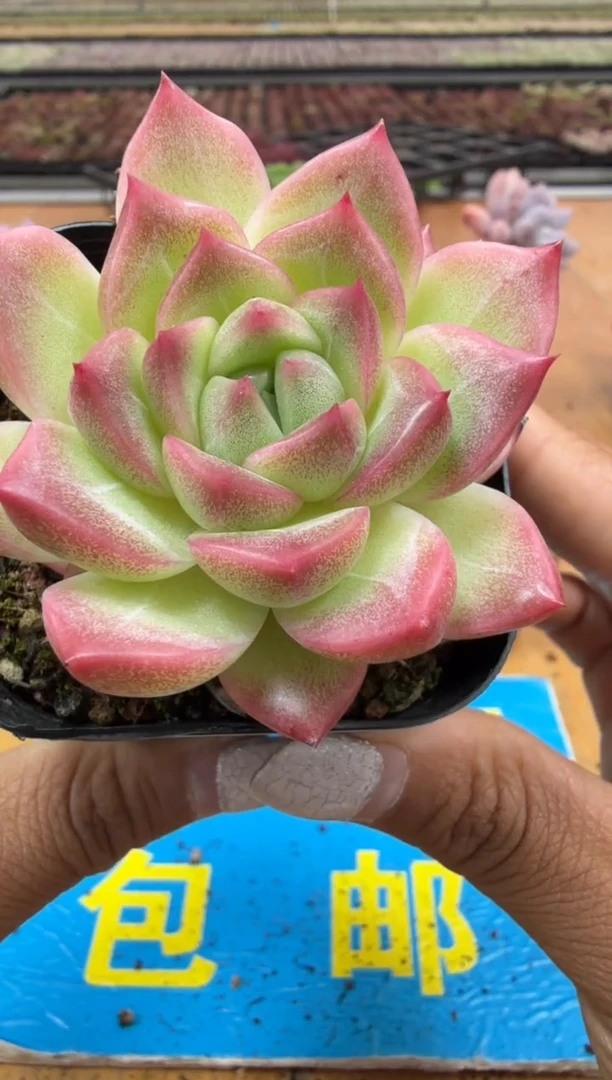 东云多肉园二店-453