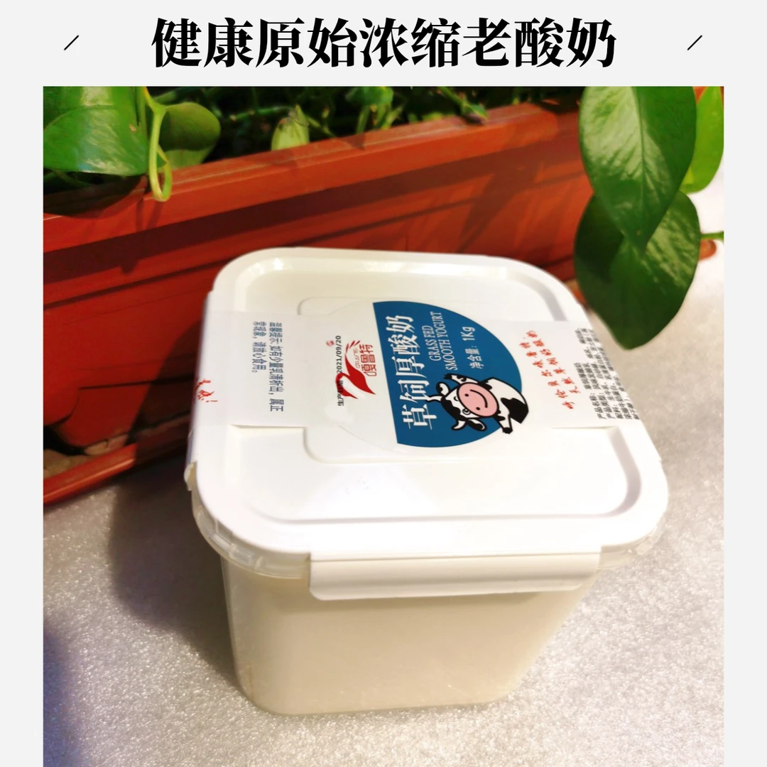 无添加呼伦贝尔原始浓缩嘎鲁特老酸奶草饲厚酸奶老人孩子宝妈酸奶