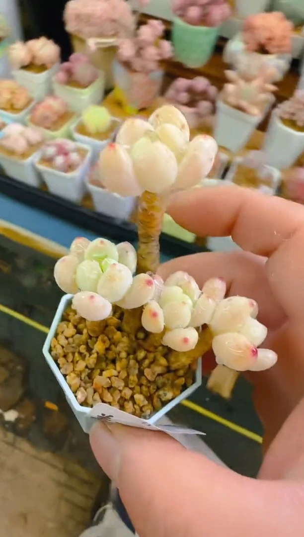 美—273—仙农（罗琦）