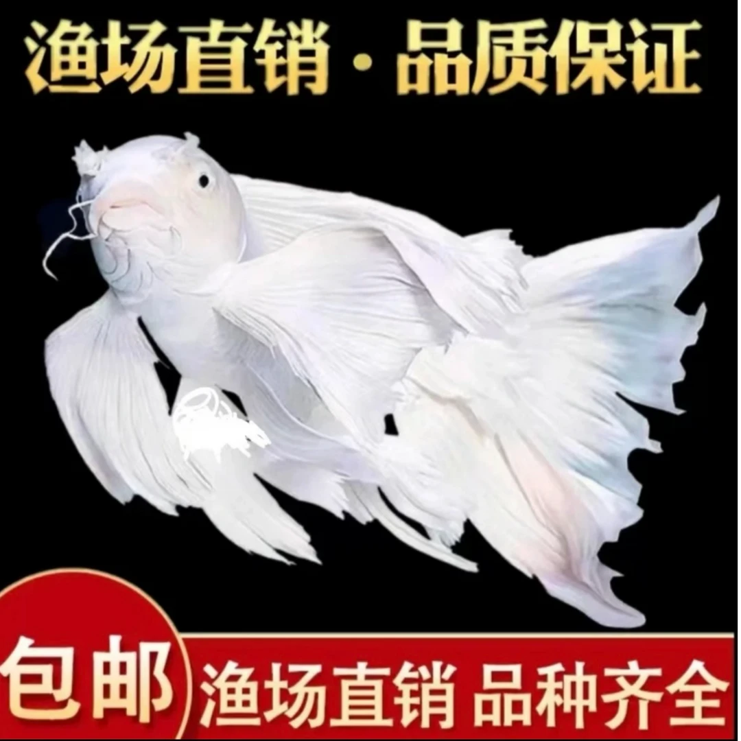 蝴蝶鲤鱼精品纯种台系赛级白短观赏鱼混养养鱼活体饲养发货