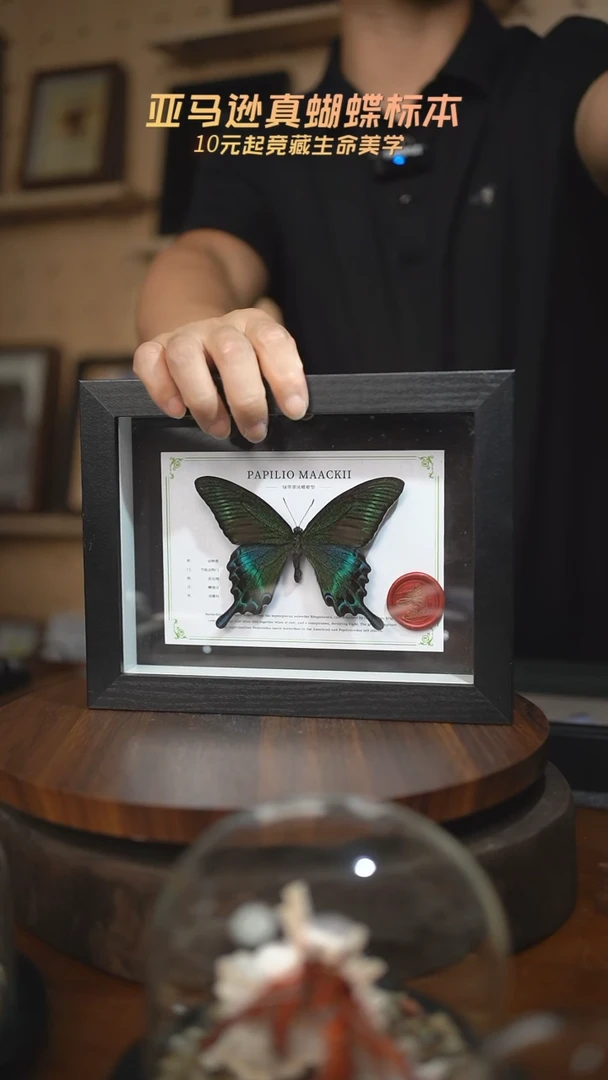 绿带翠凤蝶夏型8寸黑框国风版