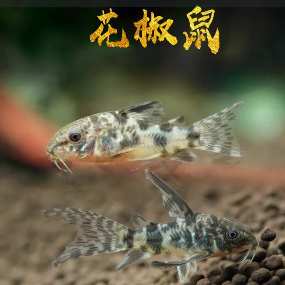 清缸 高鳍花椒鼠鱼 2厘米左右