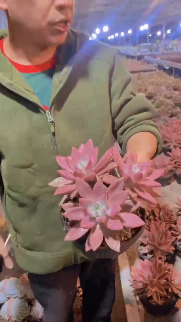赫菲鱼量拍。。。。。