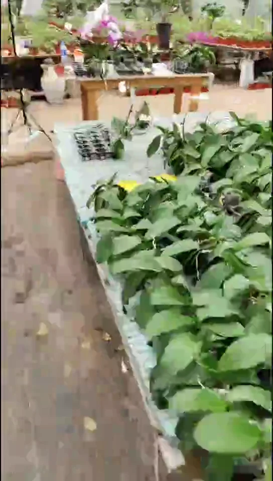 完全开放罗马福利价