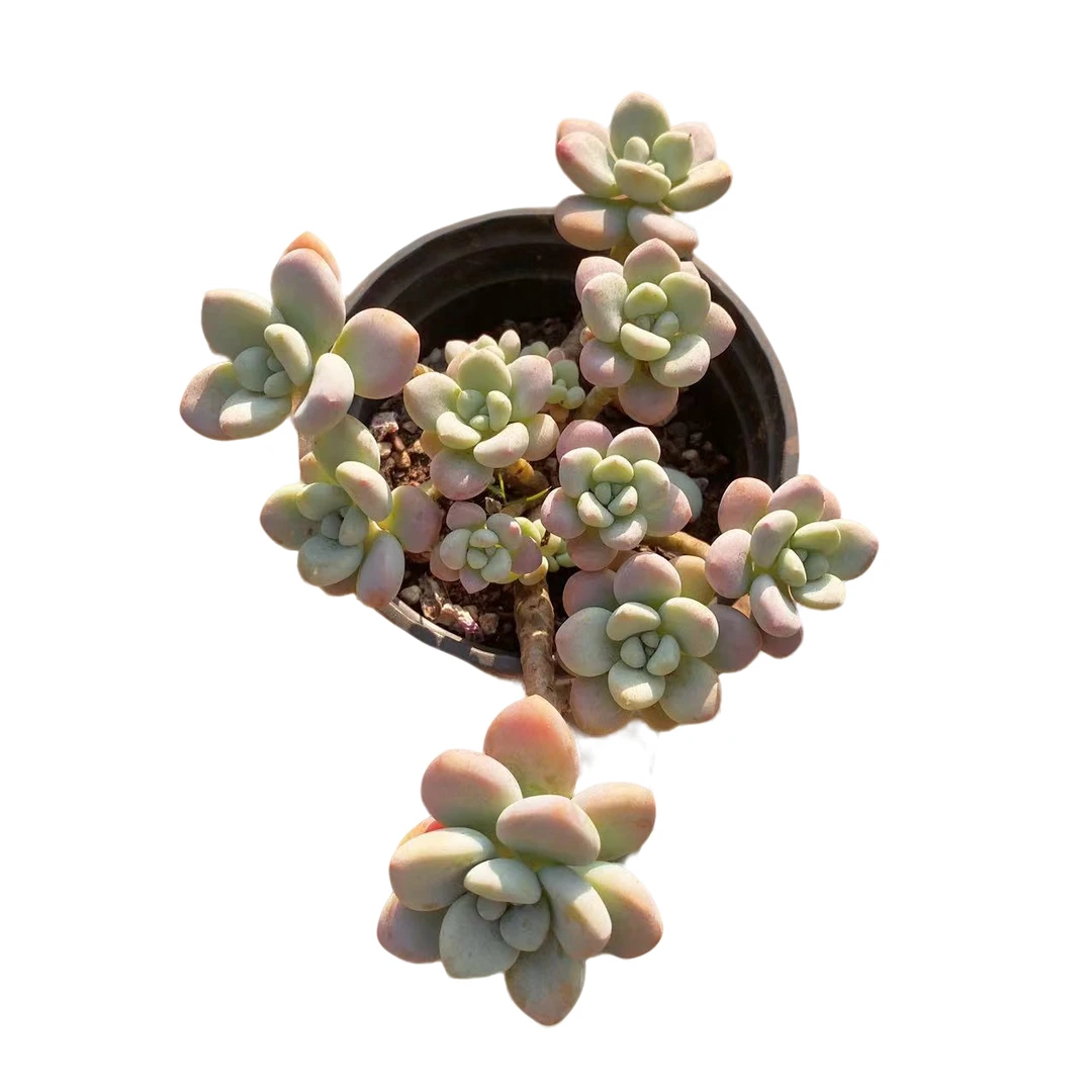 红洛神 多肉植物 （满18包邮 直播间展示为准）