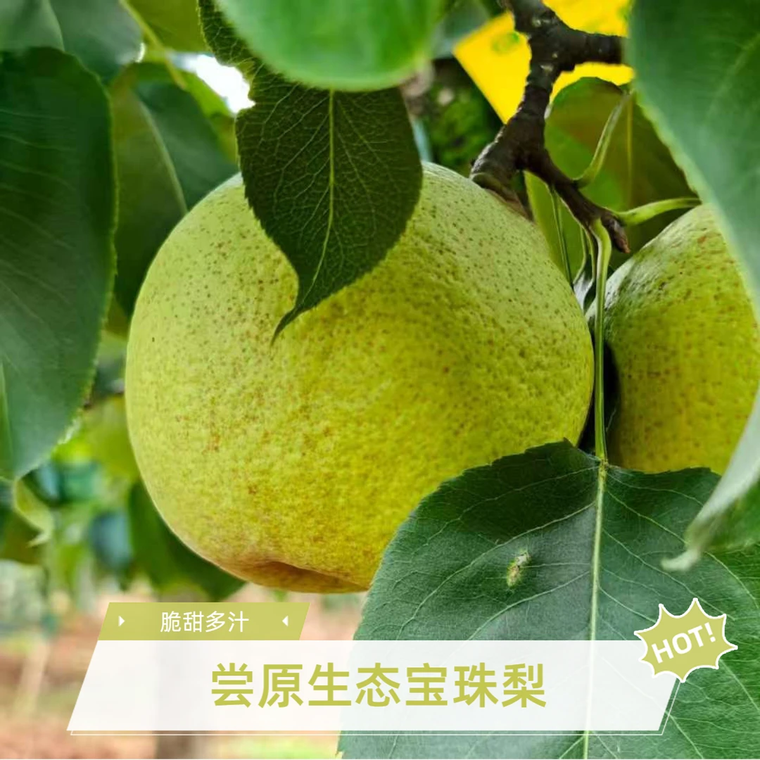 正宗云南宝珠梨新鲜水果爆甜无渣多汁爽口