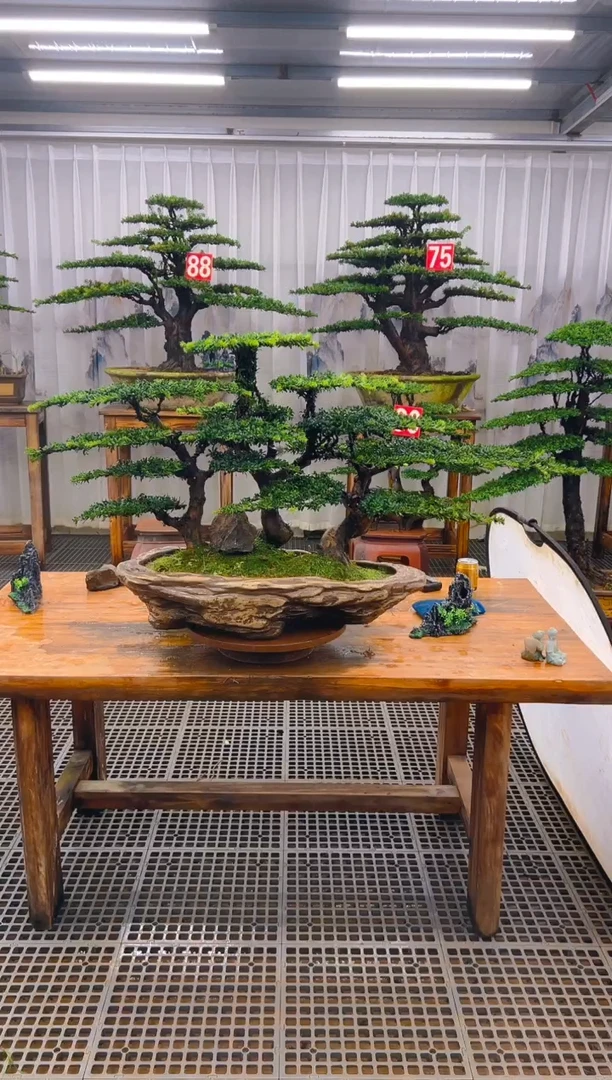 无花朵意**发精品盆景直播间一物一拍