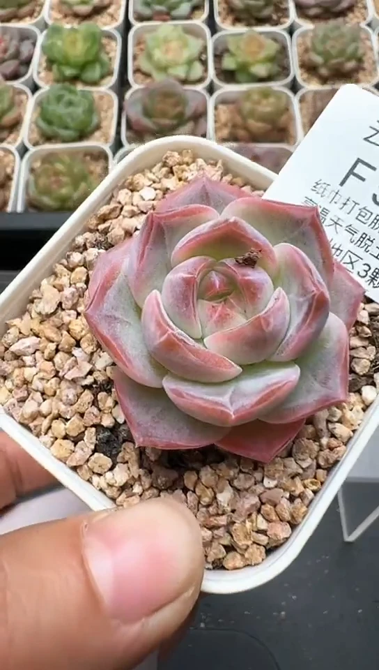592F云禹多肉植物 默认脱土纸巾打包 3颗包邮