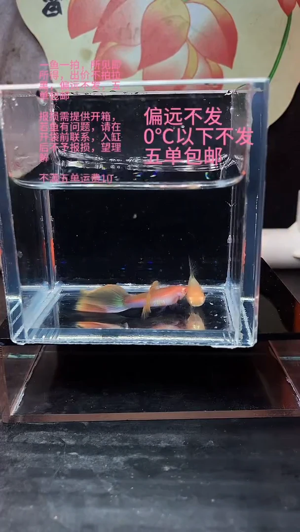 海水鱼孔雀鱼 07