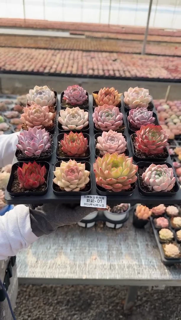 东云多肉园新款-01