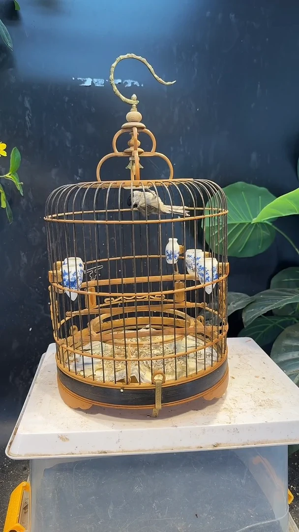 虎皮鹦鹉39号红子养笼0元起拍