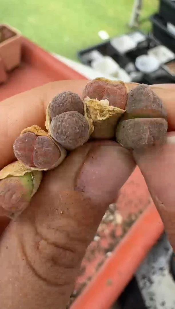 美丽的肉石头10-42