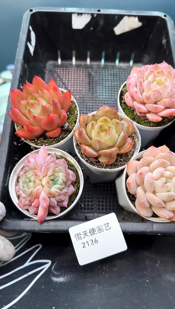 2   126 多肉5   颗