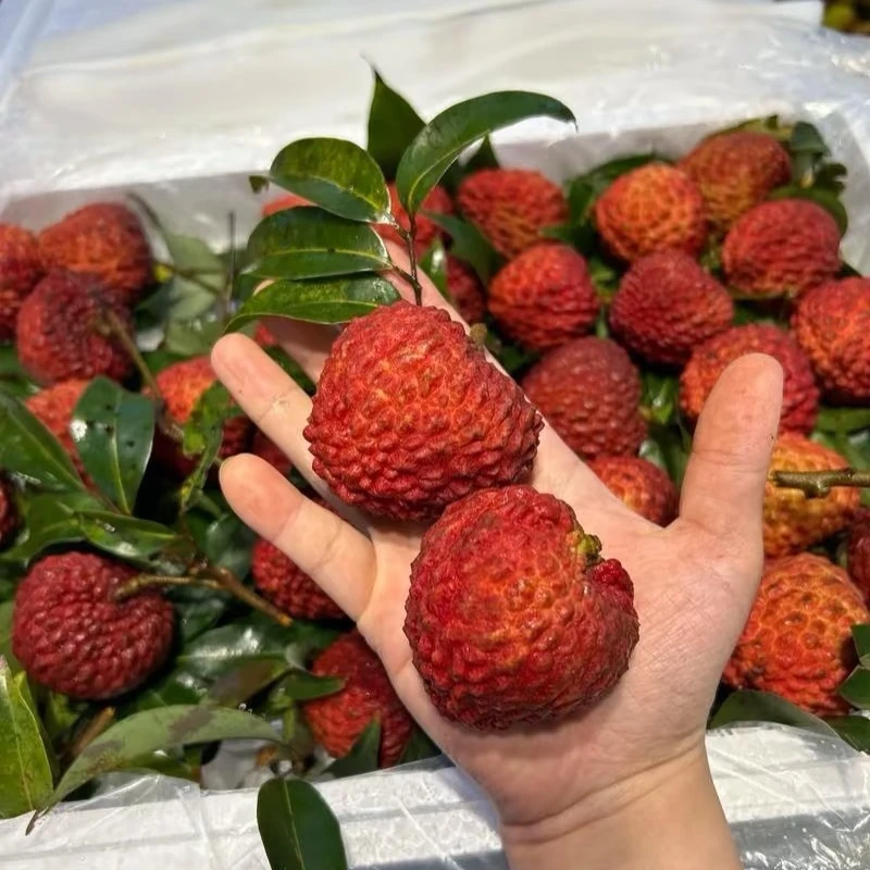 5A级精品正宗海南火山口荔枝王当季水果1-4斤新鲜