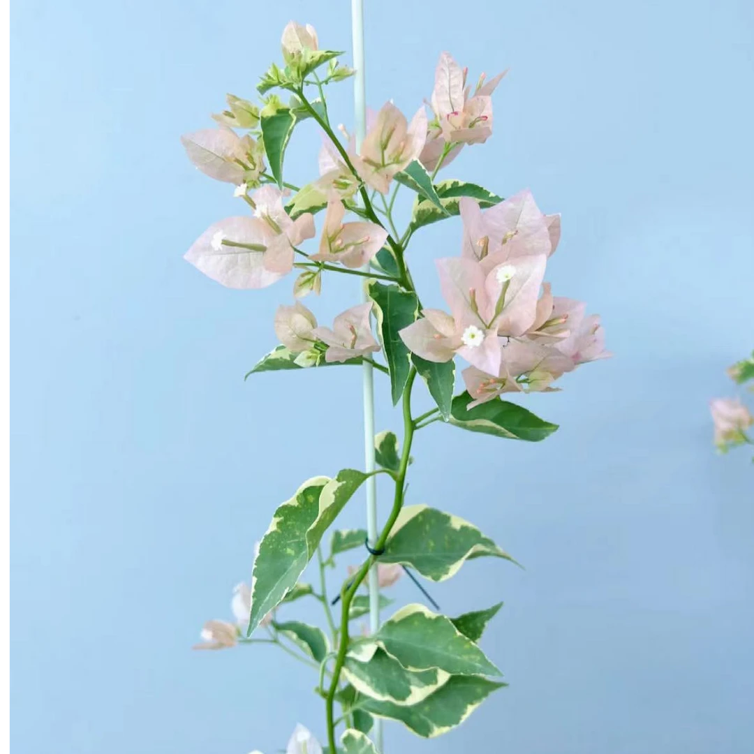 【马斯】三角梅原生苗勤花爬藤带花或者花苞发货