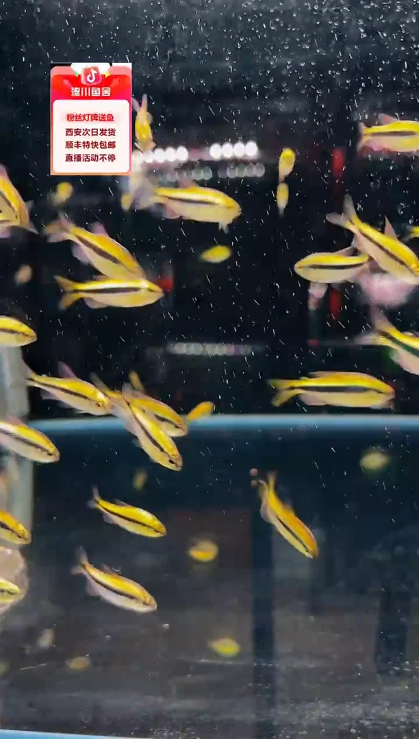 海水鱼特***式克斯科技爆色灯鱼