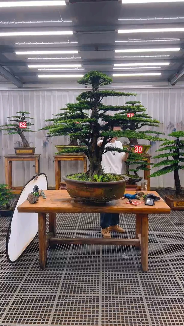 无花朵艺**装精品盆景直播间一物一拍