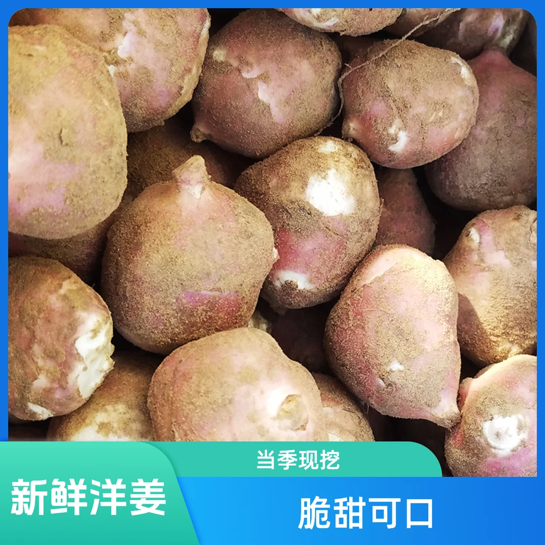 洋姜新鲜现挖田野菊芋红皮当季脆甜水果姜不辣生吃姜鬼子姜2斤5斤