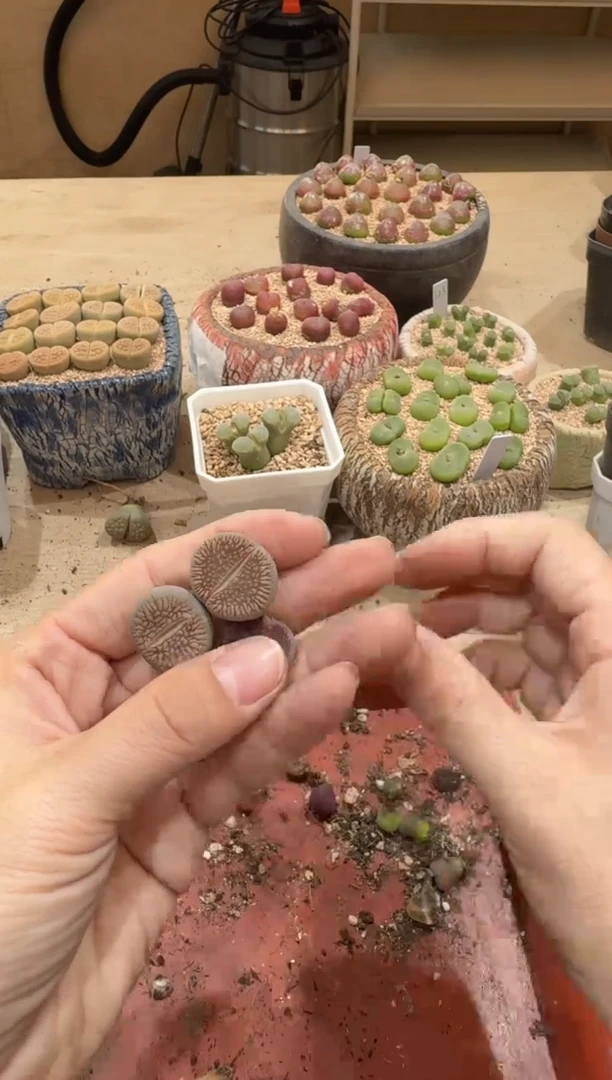 18-345多肉植物肉锥