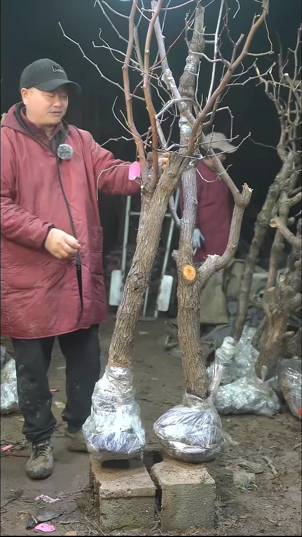 完全开放枣树343