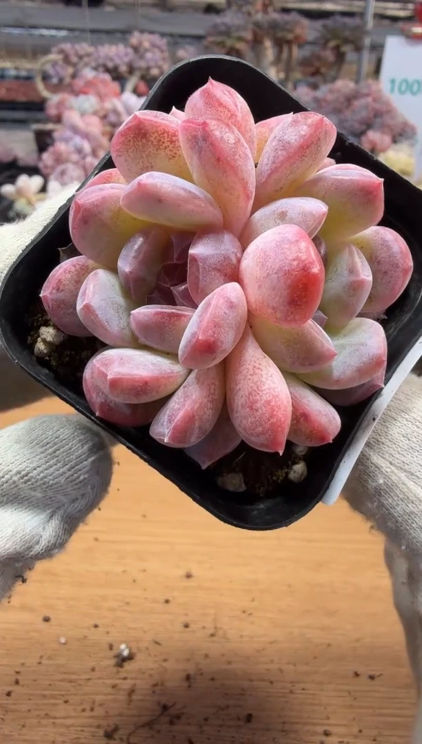 东云多肉园三店-269