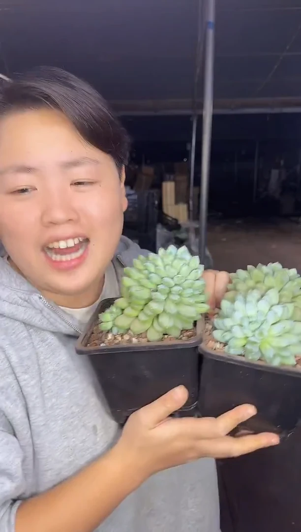 绿心美人1单1双 9.99