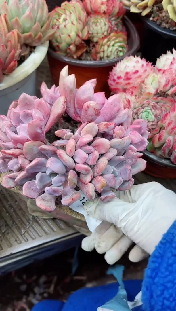 【闪购商品】12043