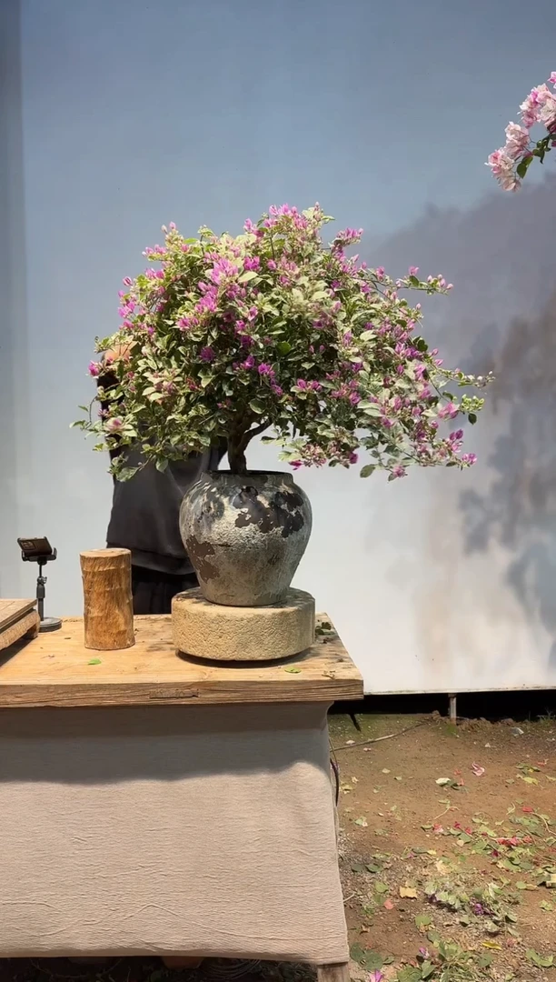 以实际为准三角梅22