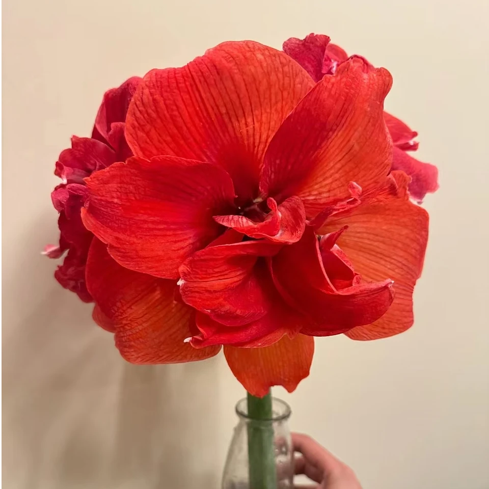 雷格泰姆朱顶红南非进口种球重瓣花卉园艺植物