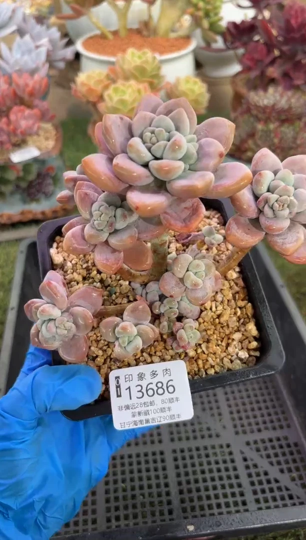 【闪购商品】13686