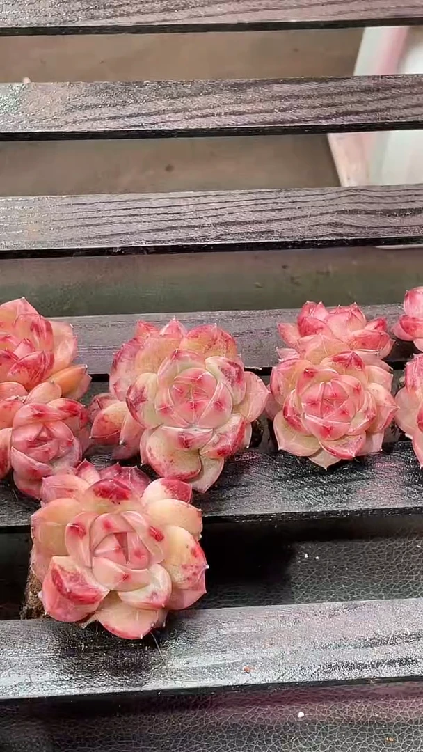 38-34 血色浪漫双头3-4厘米不包整散量拍发一颗