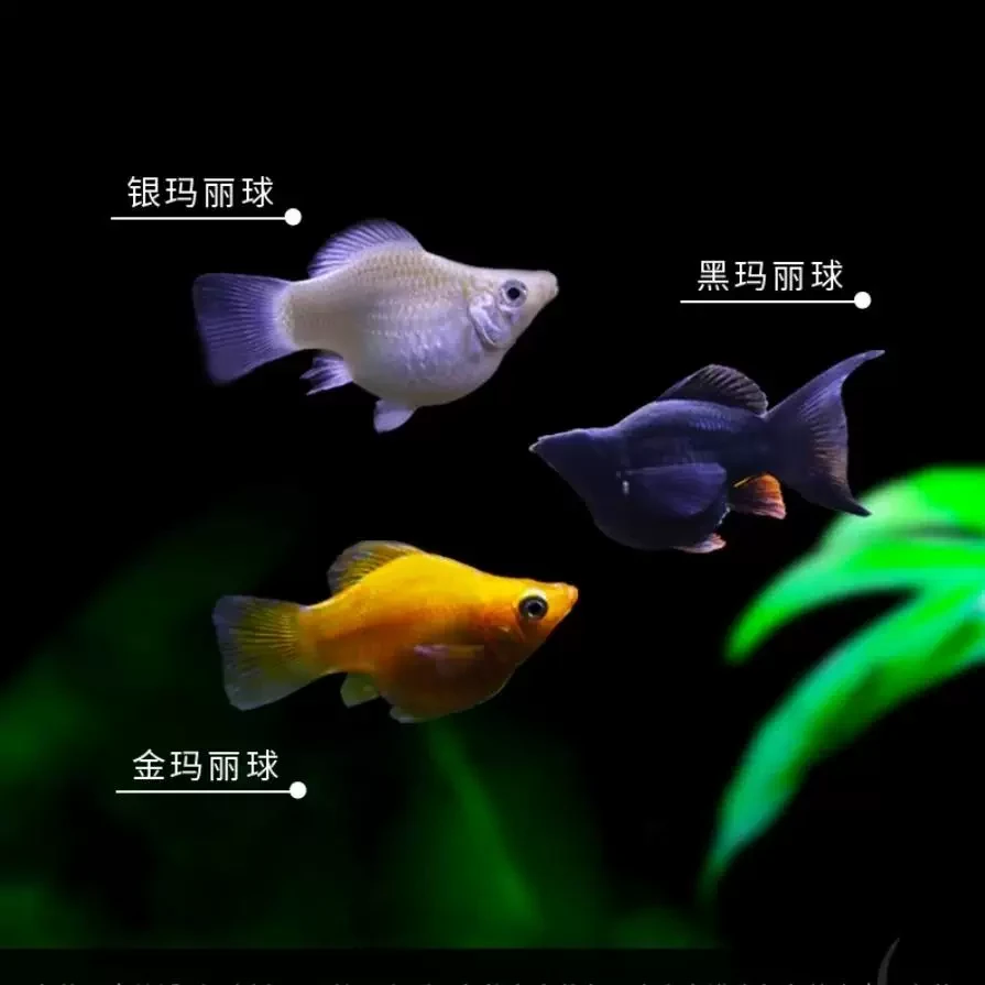 好养耐活的小型热带淡水观赏鱼玛丽鱼皮球鱼