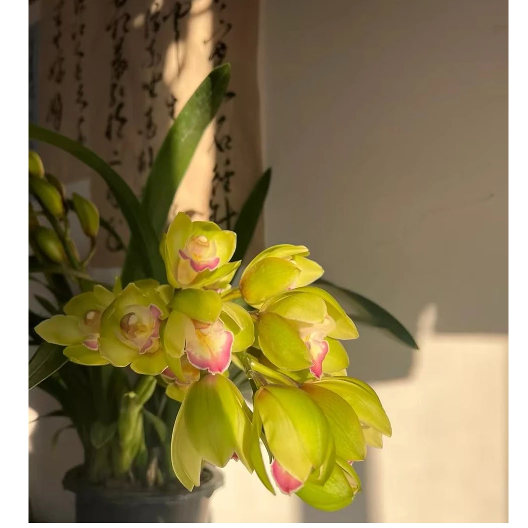 钢琴家5支 高货落地款室内办公室阳台客厅年宵花