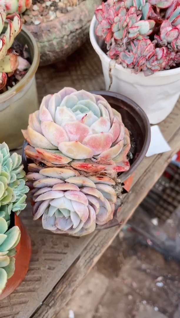 【闪购商品】15142