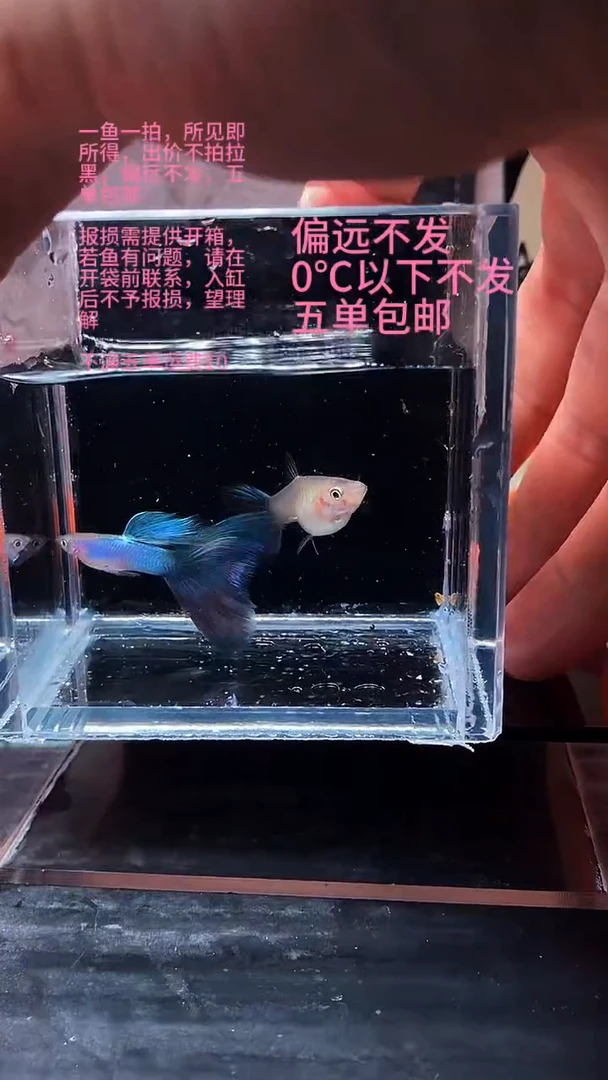 孔雀鱼孔雀鱼 17