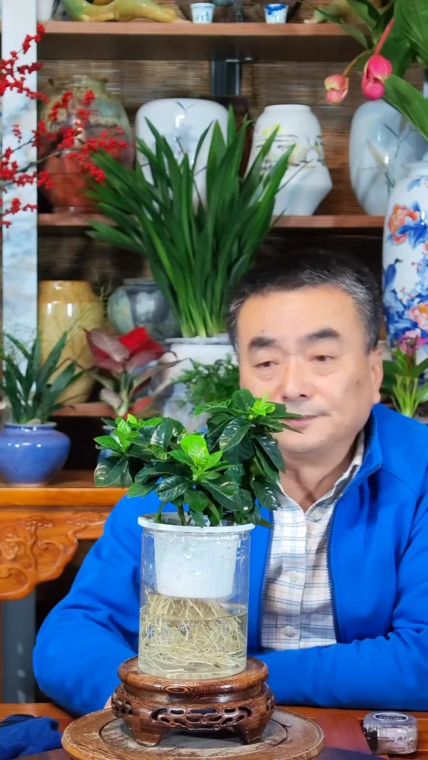 全部花苞尹****艇 水之韵水培栀子花
