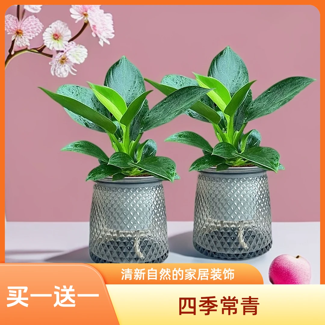 【买一送一】大叶金钻绿公主室内绿植盆栽办公室四季常绿好养绿植